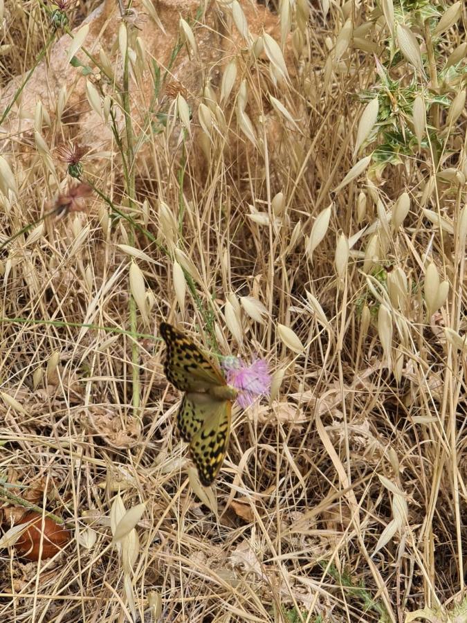 La Pommeraie D'Ifrane 이프란 외부 사진