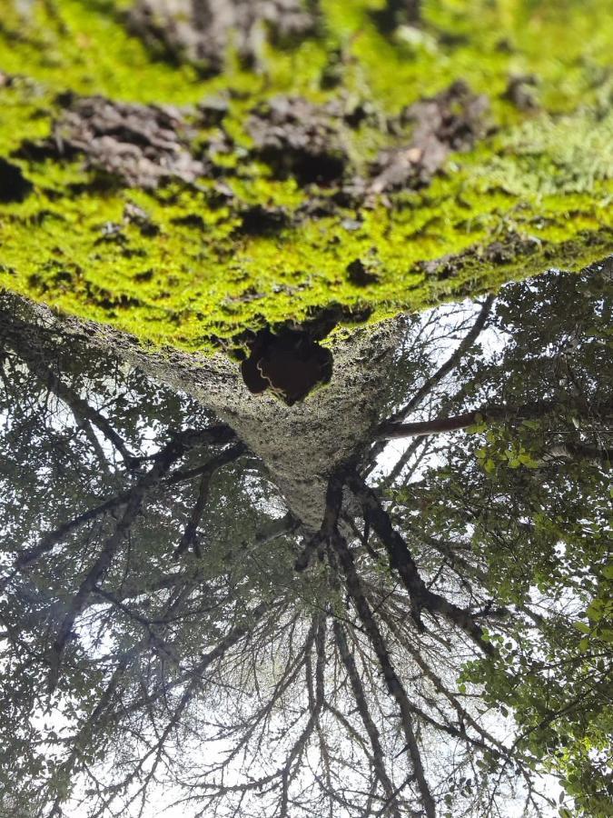 La Pommeraie D'Ifrane 이프란 외부 사진